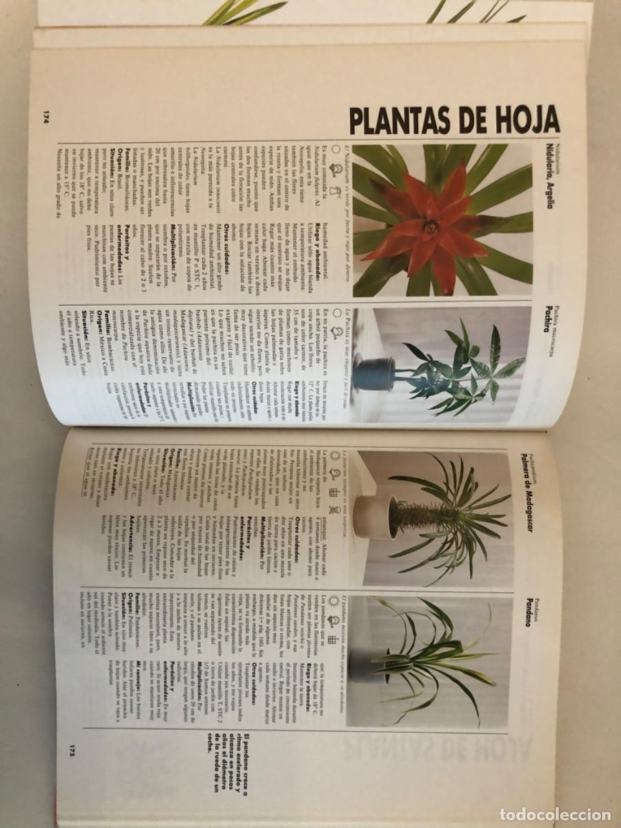 Libros de segunda mano: UN GRAN LIBRO DE LAS PLANTAS DE INTERIOR HALINA HEITZ - Foto 4
