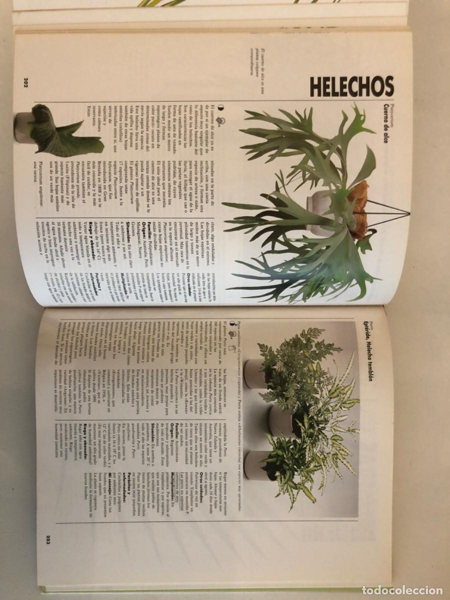 Libros de segunda mano: UN GRAN LIBRO DE LAS PLANTAS DE INTERIOR HALINA HEITZ - Foto 5
