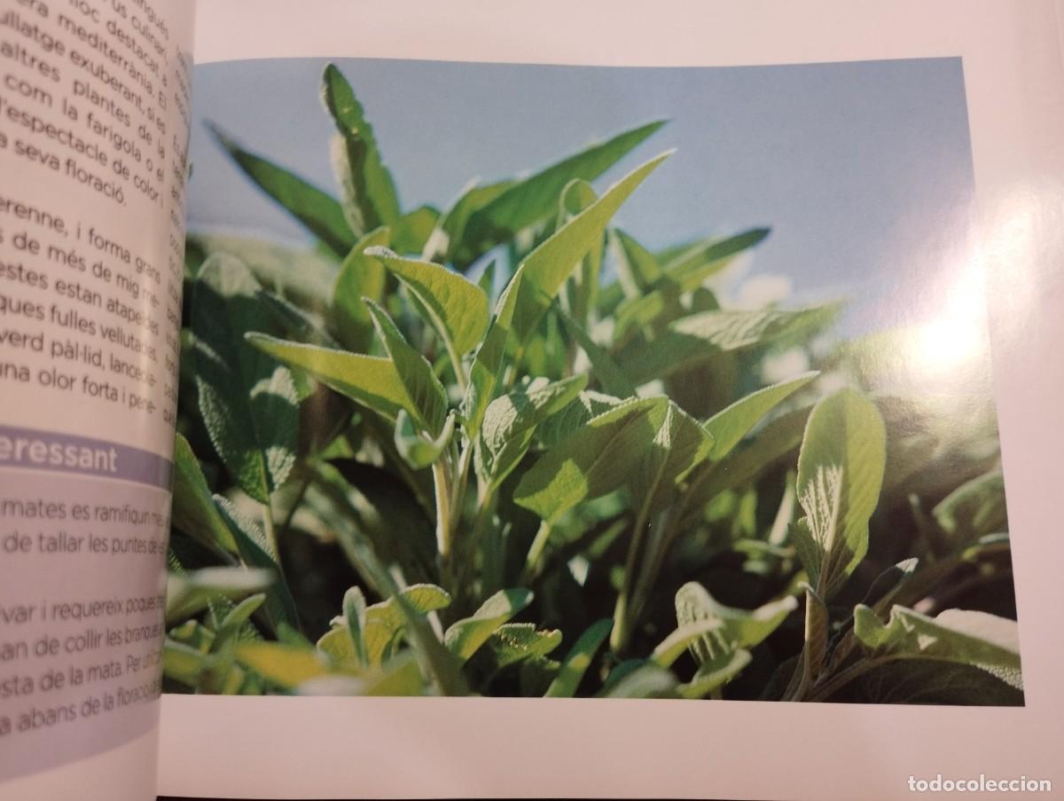 Libros de segunda mano: CON&Egrave;IXER LES NOSTRES PLANTES (LA CAIXA) - Foto 6