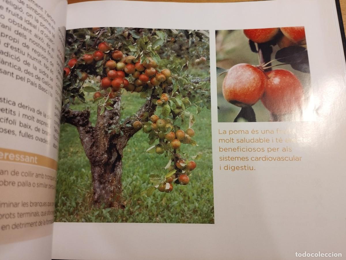 Libros de segunda mano: CON&Egrave;IXER LES NOSTRES PLANTES (LA CAIXA) - Foto 7