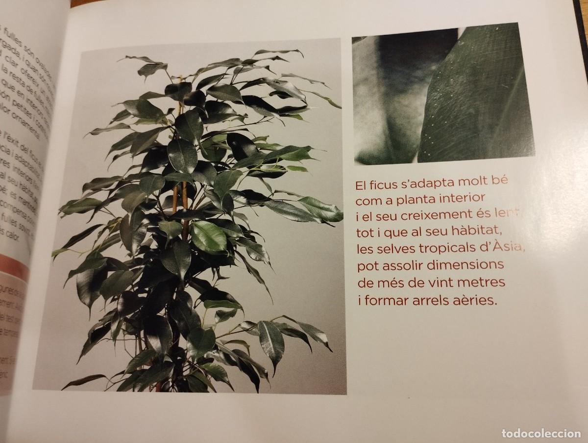 Libros de segunda mano: CON&Egrave;IXER LES NOSTRES PLANTES (LA CAIXA) - Foto 14