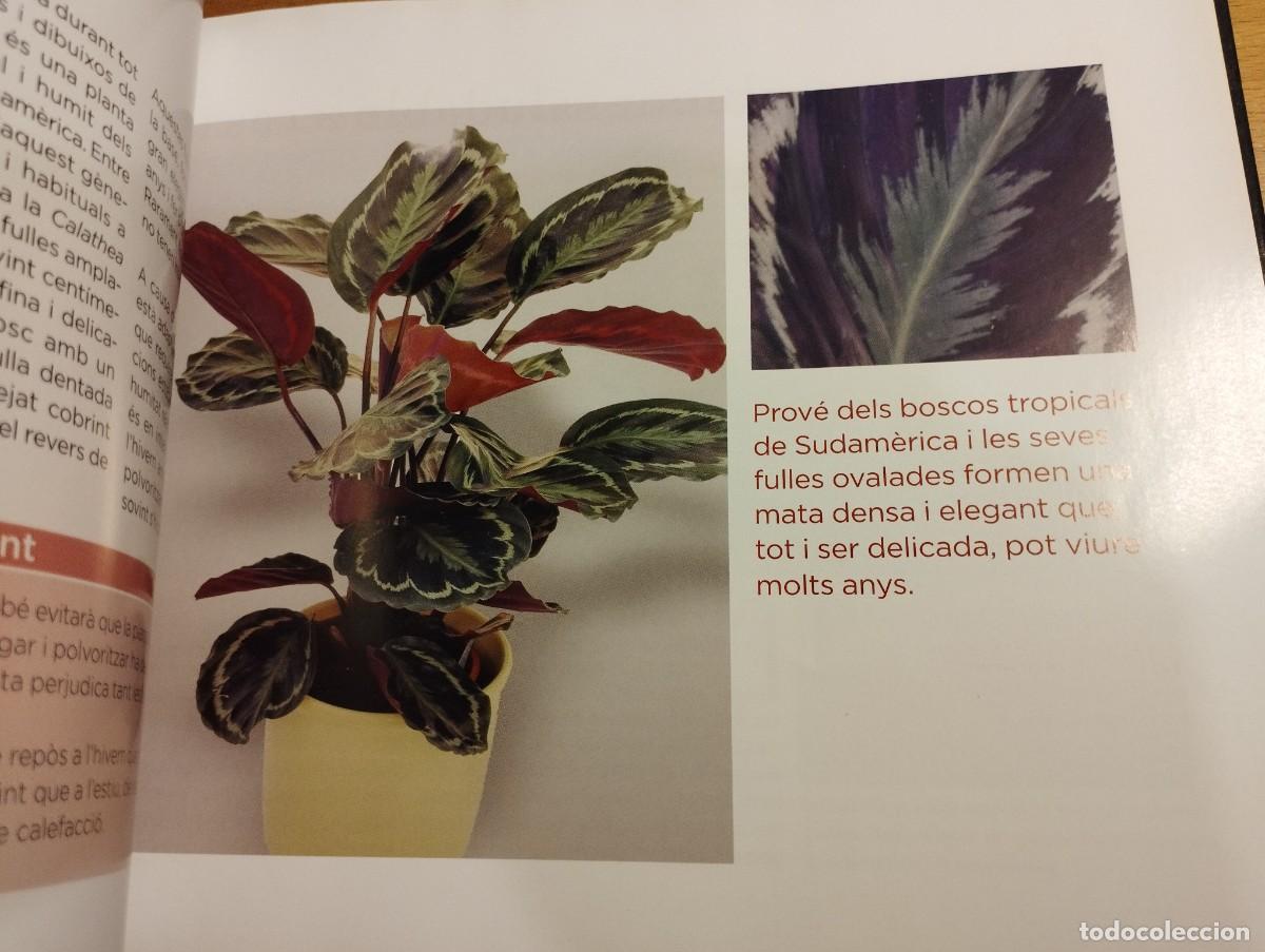 Libros de segunda mano: CON&Egrave;IXER LES NOSTRES PLANTES (LA CAIXA) - Foto 15