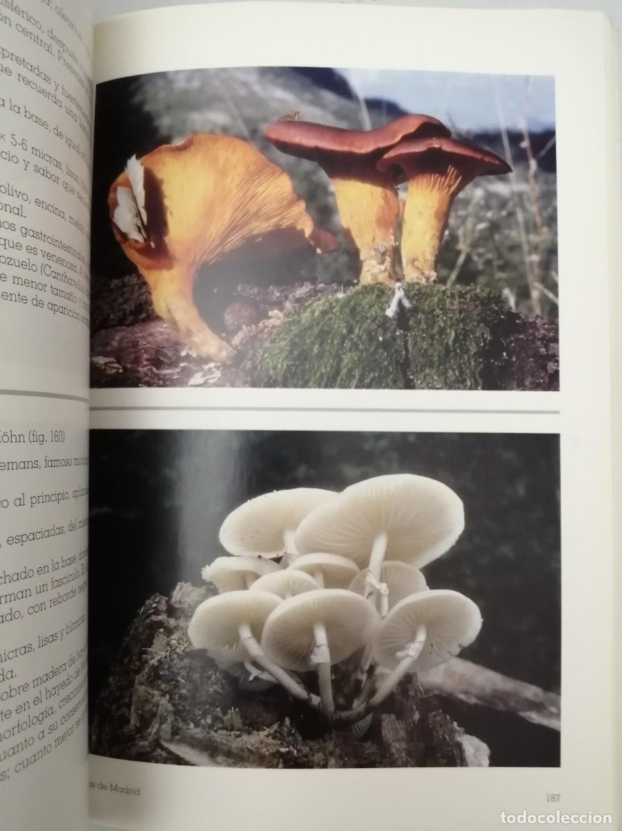 Libros de segunda mano: SETAS DE MADRID (PRIMERA EDICI&Oacute;N) - Foto 6