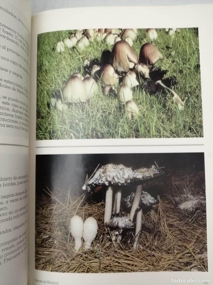 Libros de segunda mano: SETAS DE MADRID (PRIMERA EDICI&Oacute;N) - Foto 9