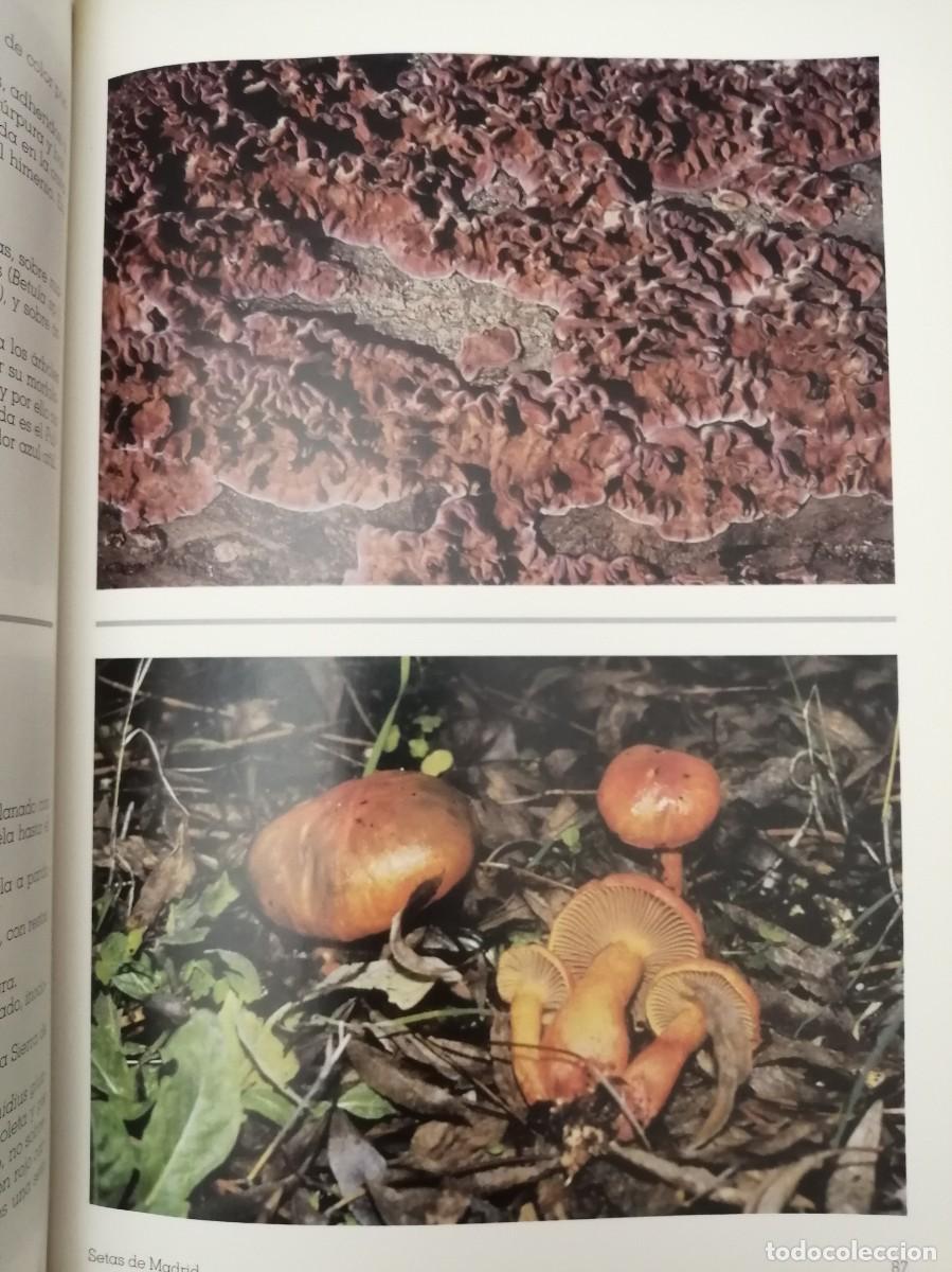 Libros de segunda mano: SETAS DE MADRID (PRIMERA EDICI&Oacute;N) - Foto 11