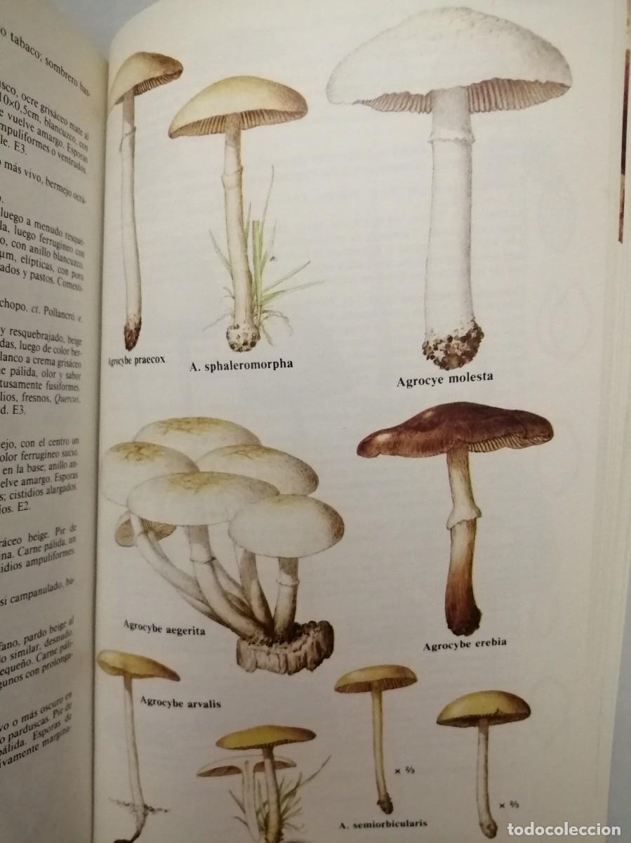 Libros de segunda mano: GU&Iacute;A DE CAMPO DE LOS HONGOS DE EUROPA - Foto 3