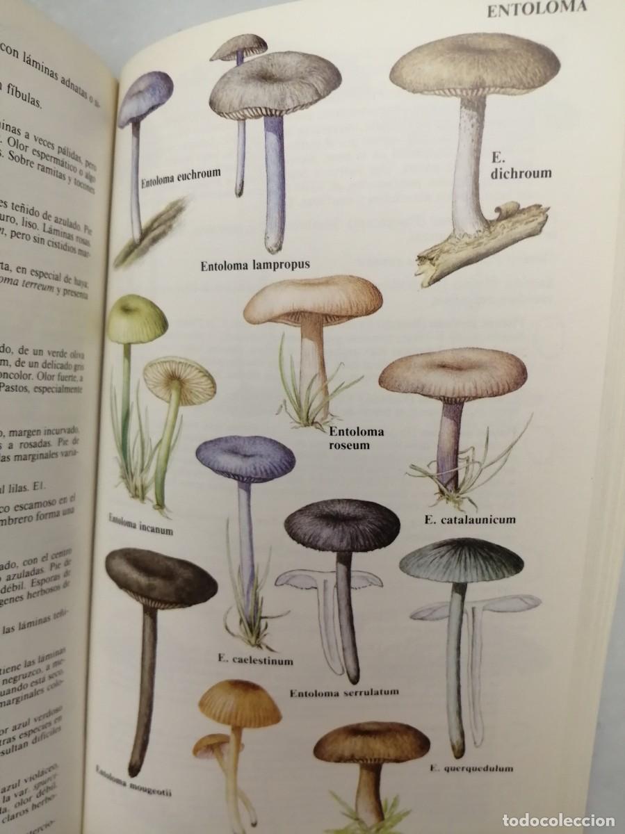 Libros de segunda mano: GU&Iacute;A DE CAMPO DE LOS HONGOS DE EUROPA - Foto 4