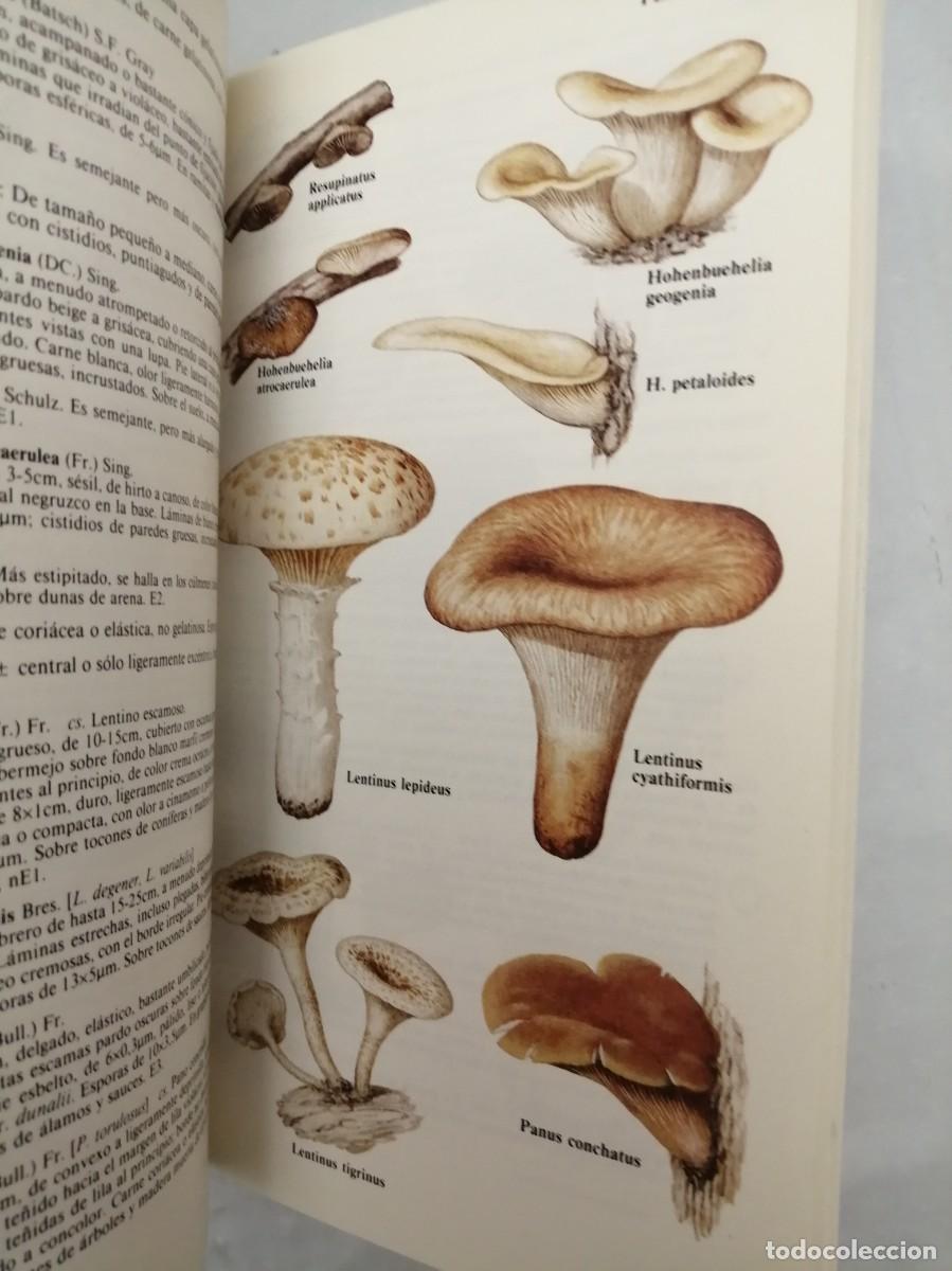 Libros de segunda mano: GU&Iacute;A DE CAMPO DE LOS HONGOS DE EUROPA - Foto 5