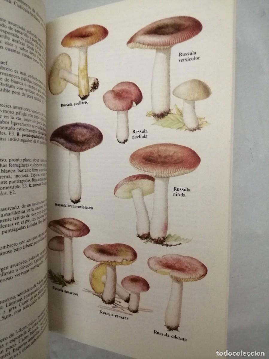 Libros de segunda mano: GU&Iacute;A DE CAMPO DE LOS HONGOS DE EUROPA - Foto 6