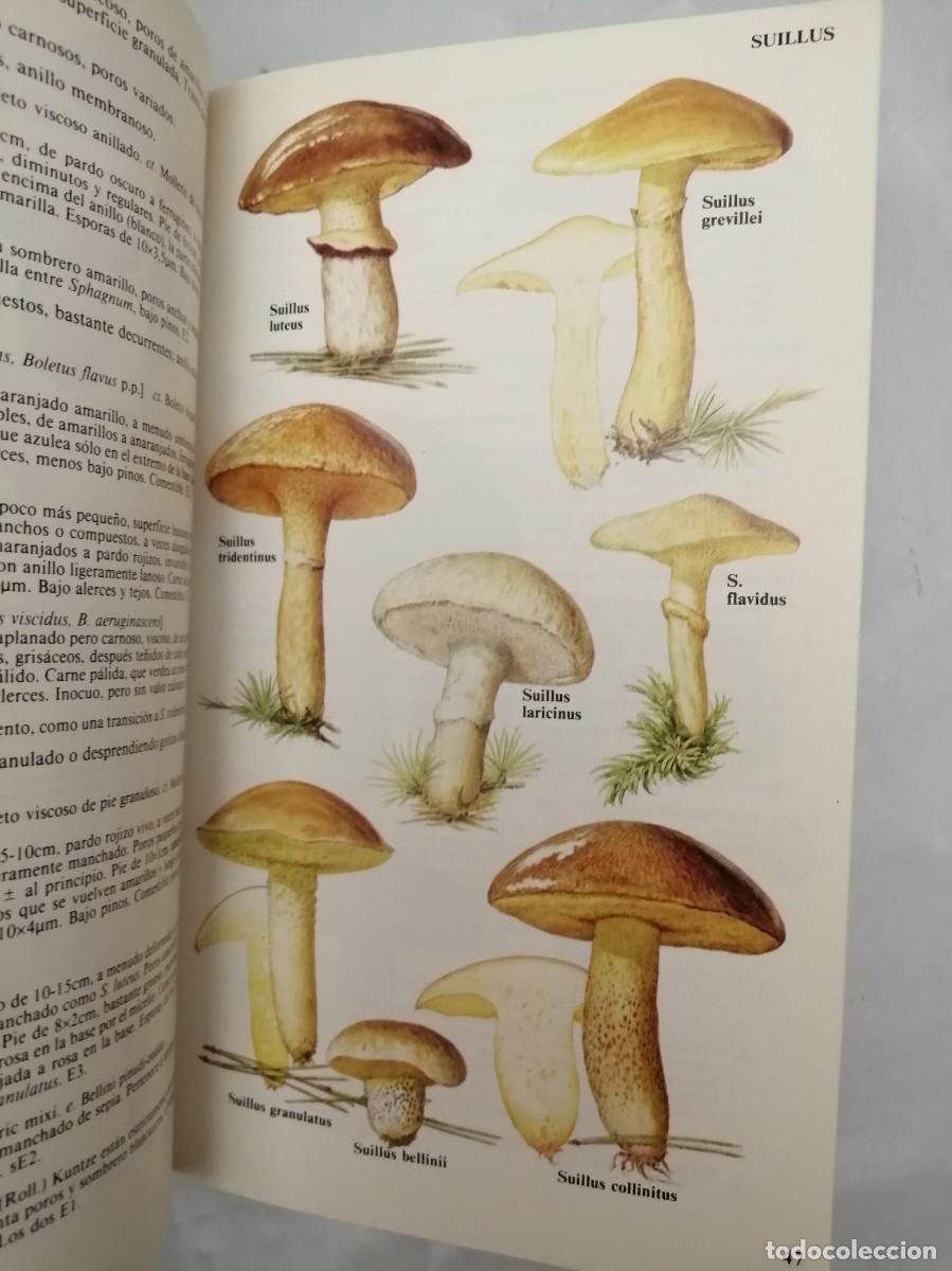 Libros de segunda mano: GU&Iacute;A DE CAMPO DE LOS HONGOS DE EUROPA - Foto 7