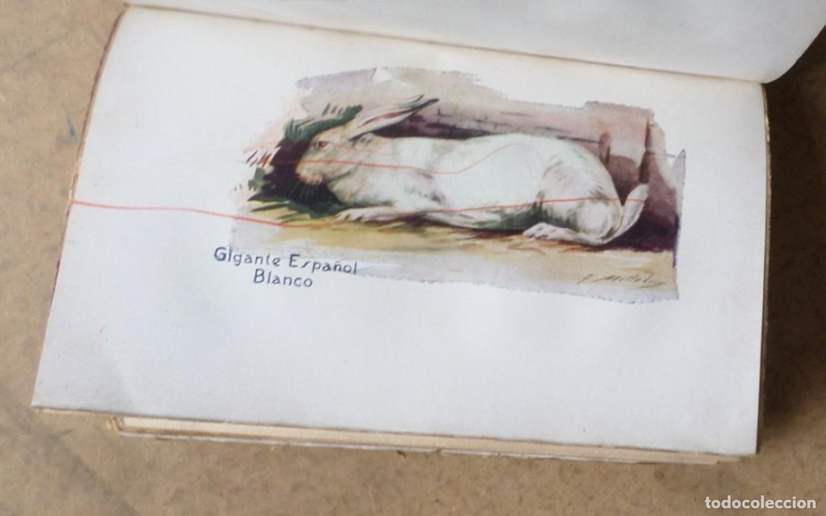 Libros de segunda mano: CONEJOS Y CONEJERAS - Ram&oacute;n J. Crespo - Ed. Espasa Calpes 1930 - Foto 5