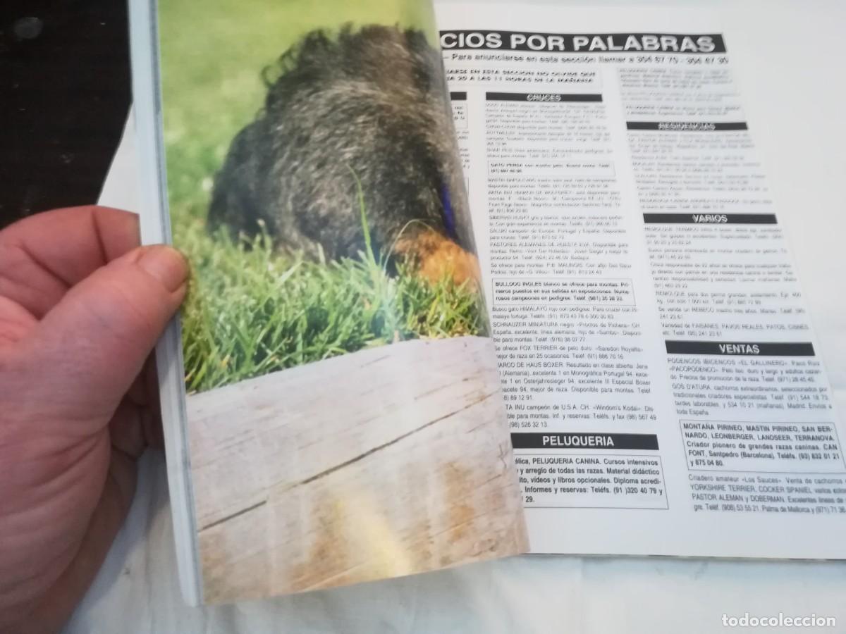Libros de segunda mano: EL MUNDO DEL PERRO / R006 / 176 DE 1994 / EL TECKEL - Foto 7