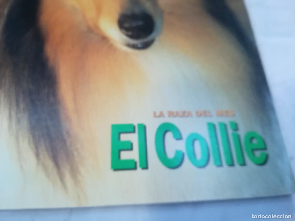 Libros de segunda mano: EL MUNDO DEL PERRO / R006 / 204 DE 1997 / EL COLLIE - Foto 3