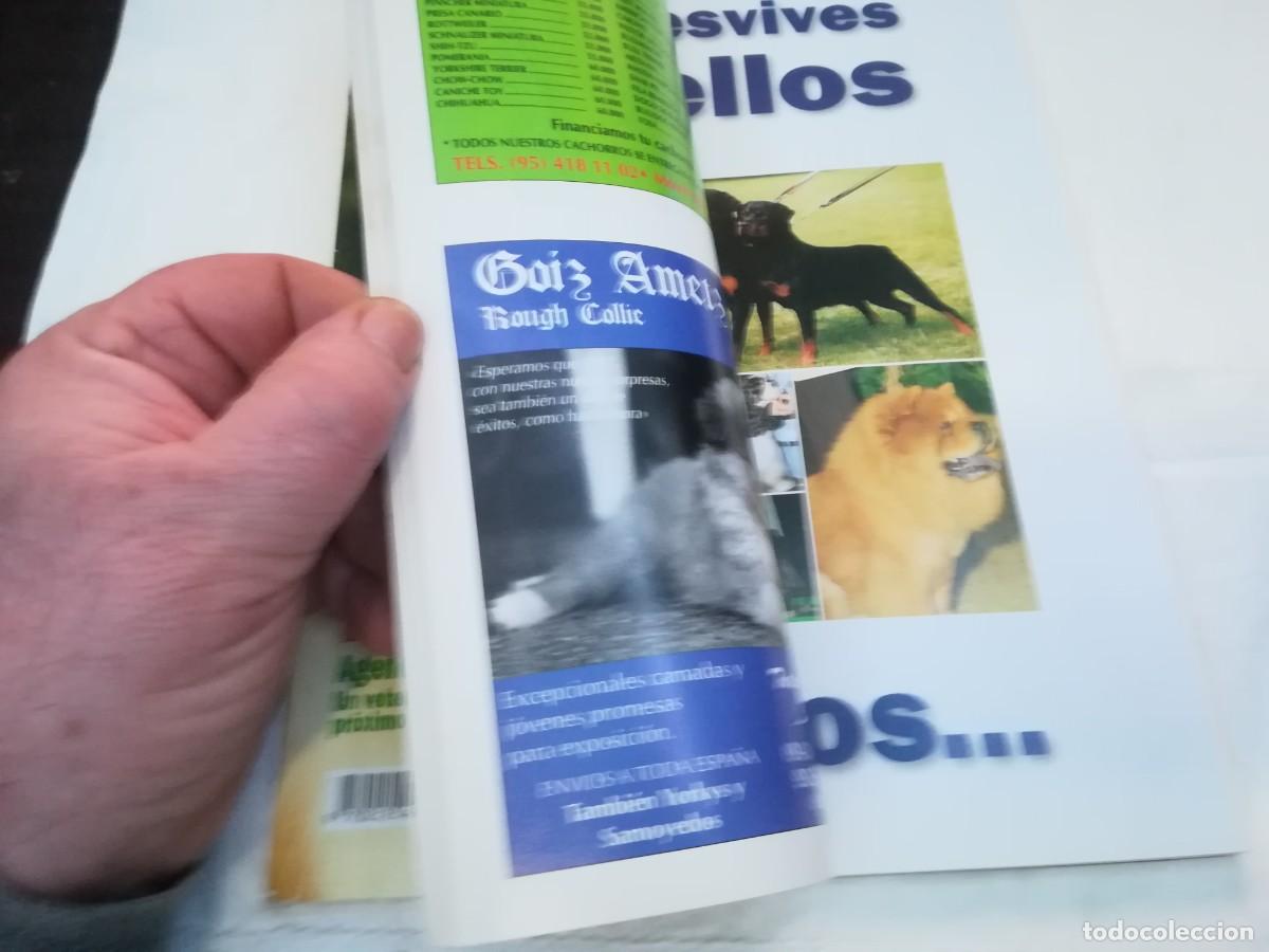 Libros de segunda mano: EL MUNDO DEL PERRO / R006 / 204 DE 1997 / EL COLLIE - Foto 9