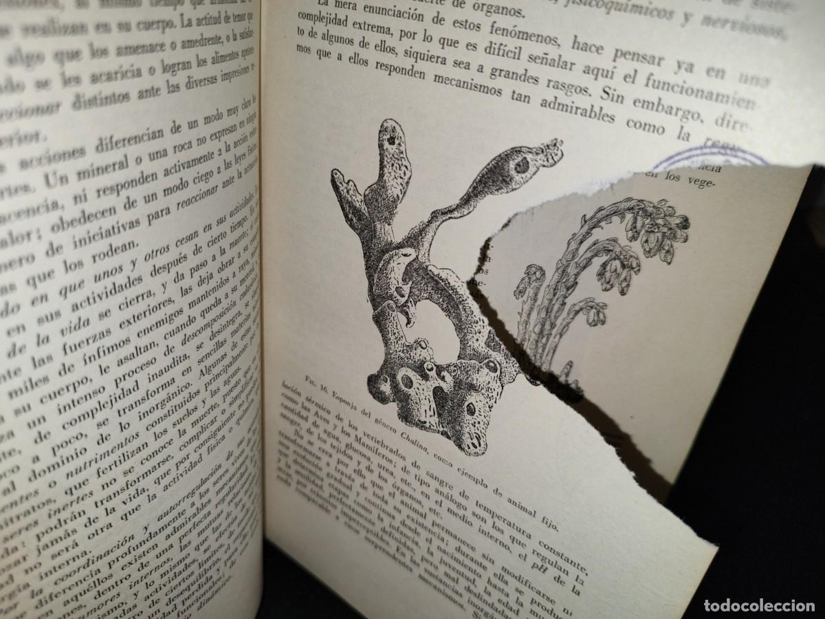 Libros de segunda mano: 56- TRATADO DE ZOOLOG&Iacute;A. EDITORIAL ECLALSA - 1968 - Foto 12