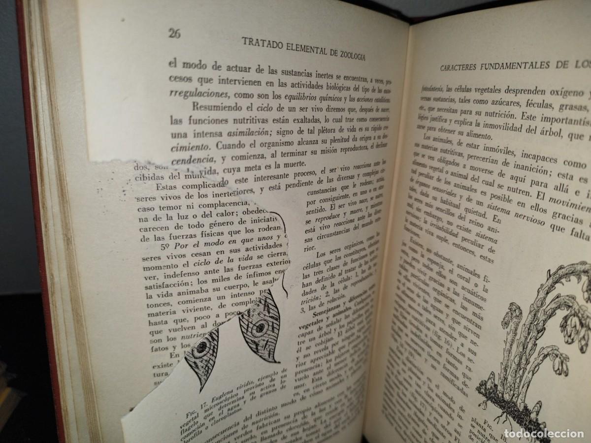 Libros de segunda mano: 56- TRATADO DE ZOOLOG&Iacute;A. EDITORIAL ECLALSA - 1968 - Foto 13