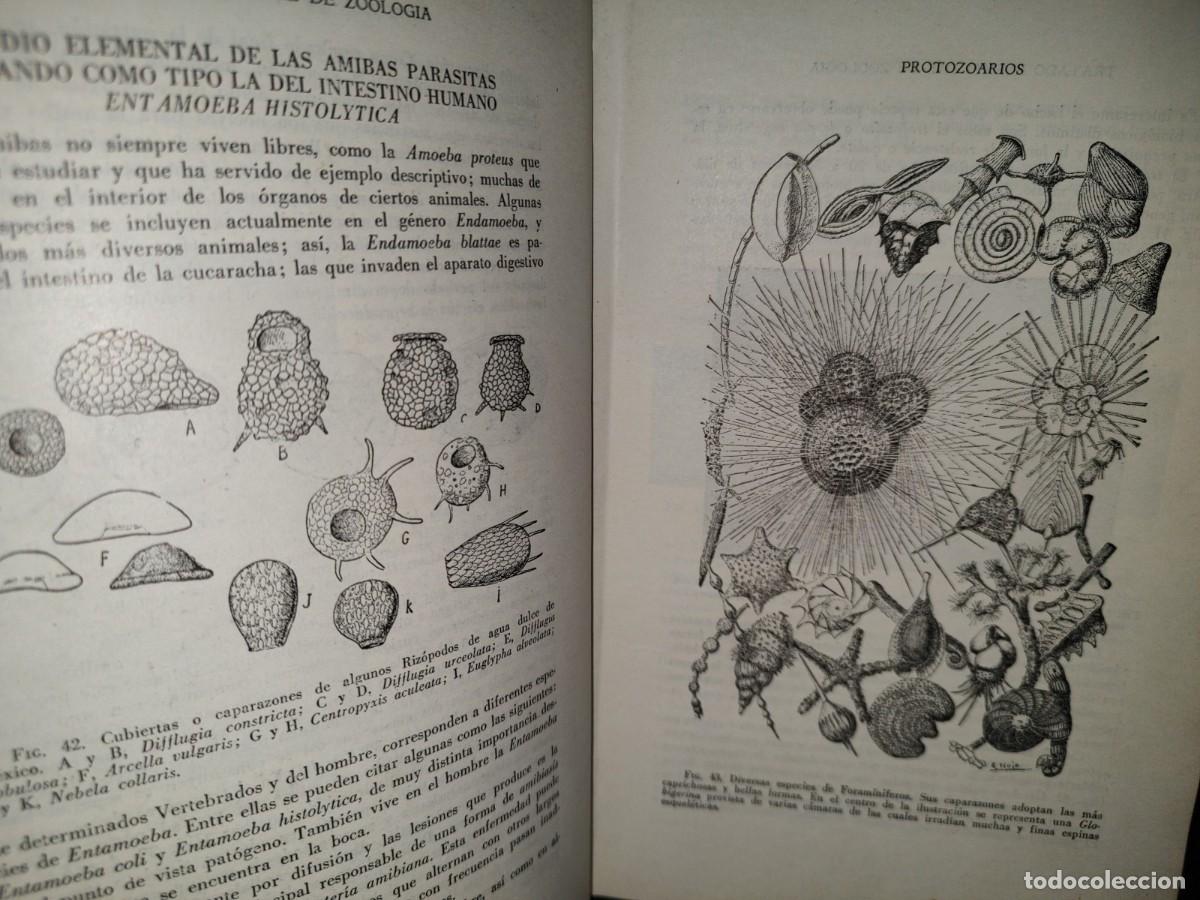 Libros de segunda mano: 56- TRATADO DE ZOOLOG&Iacute;A. EDITORIAL ECLALSA - 1968 - Foto 16
