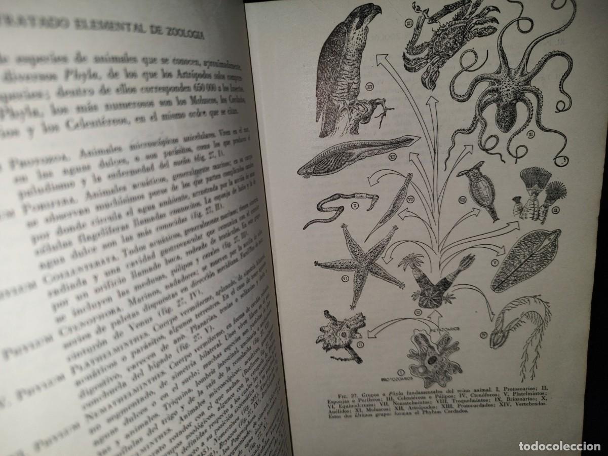 Libros de segunda mano: 56- TRATADO DE ZOOLOG&Iacute;A. EDITORIAL ECLALSA - 1968 - Foto 17