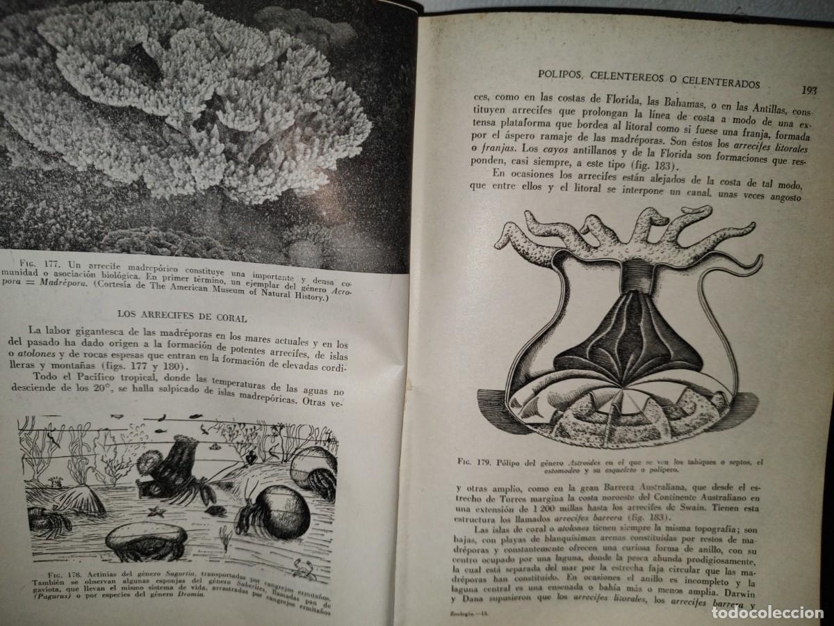 Libros de segunda mano: 56- TRATADO DE ZOOLOG&Iacute;A. EDITORIAL ECLALSA - 1968 - Foto 18