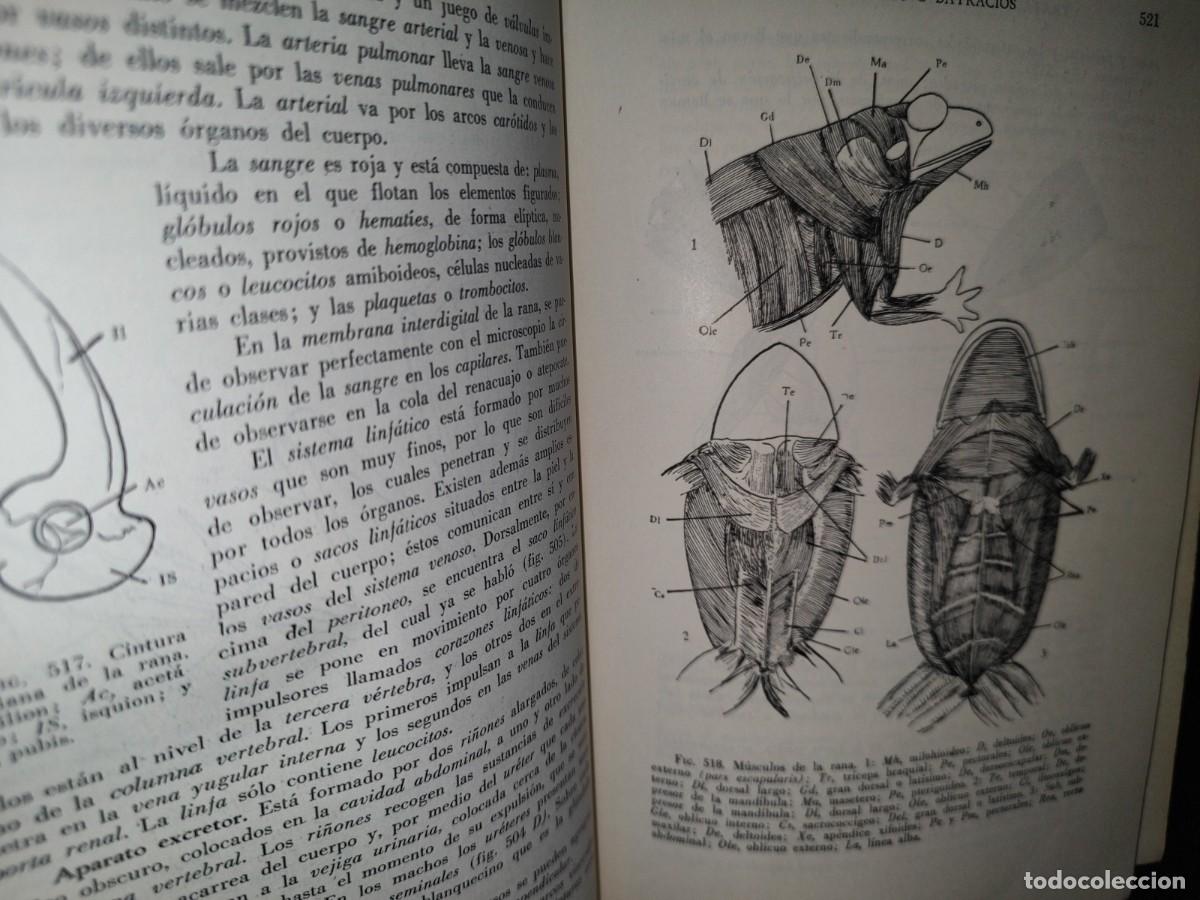 Libros de segunda mano: 56- TRATADO DE ZOOLOG&Iacute;A. EDITORIAL ECLALSA - 1968 - Foto 19