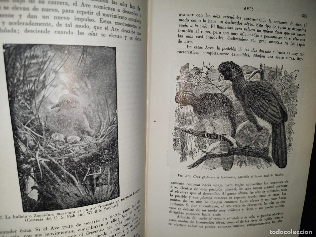 Libros de segunda mano: 56- TRATADO DE ZOOLOG&Iacute;A. EDITORIAL ECLALSA - 1968 - Foto 20