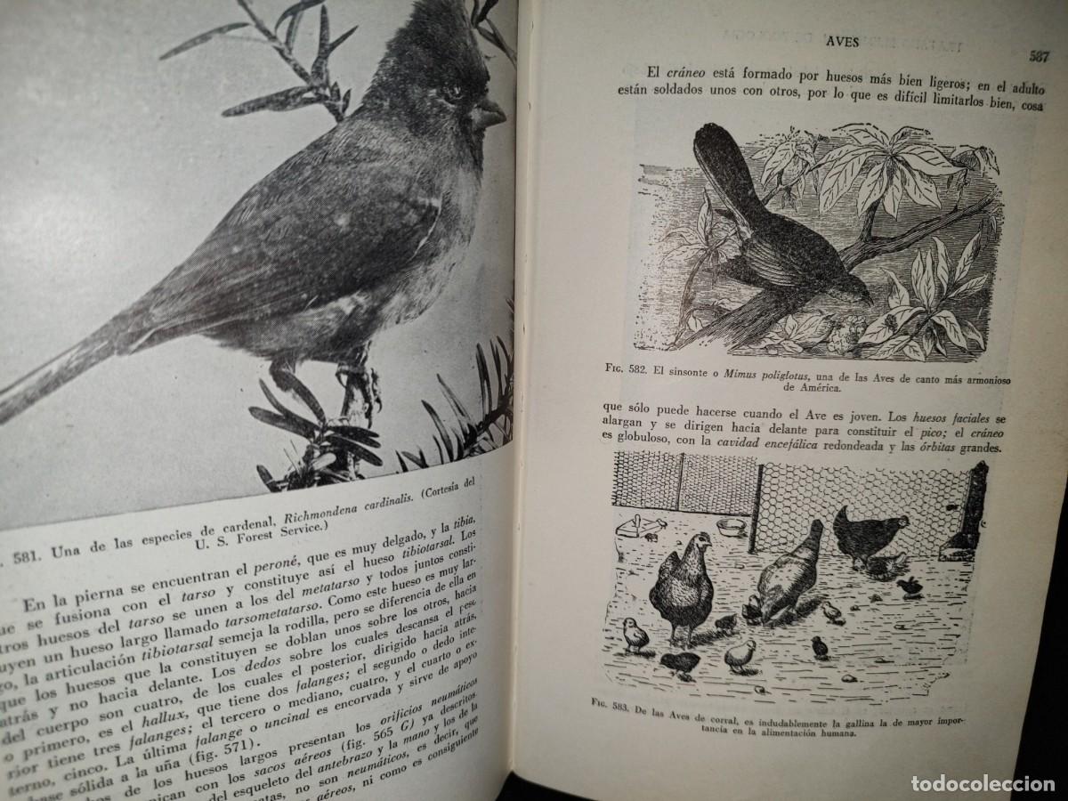 Libros de segunda mano: 56- TRATADO DE ZOOLOG&Iacute;A. EDITORIAL ECLALSA - 1968 - Foto 21