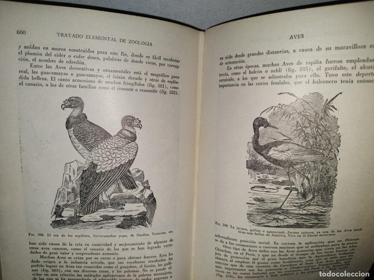 Libros de segunda mano: 56- TRATADO DE ZOOLOG&Iacute;A. EDITORIAL ECLALSA - 1968 - Foto 22
