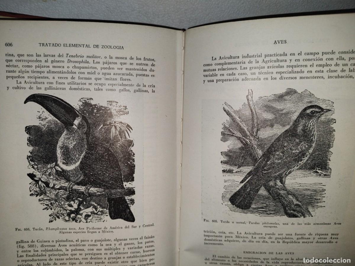 Libros de segunda mano: 56- TRATADO DE ZOOLOG&Iacute;A. EDITORIAL ECLALSA - 1968 - Foto 23
