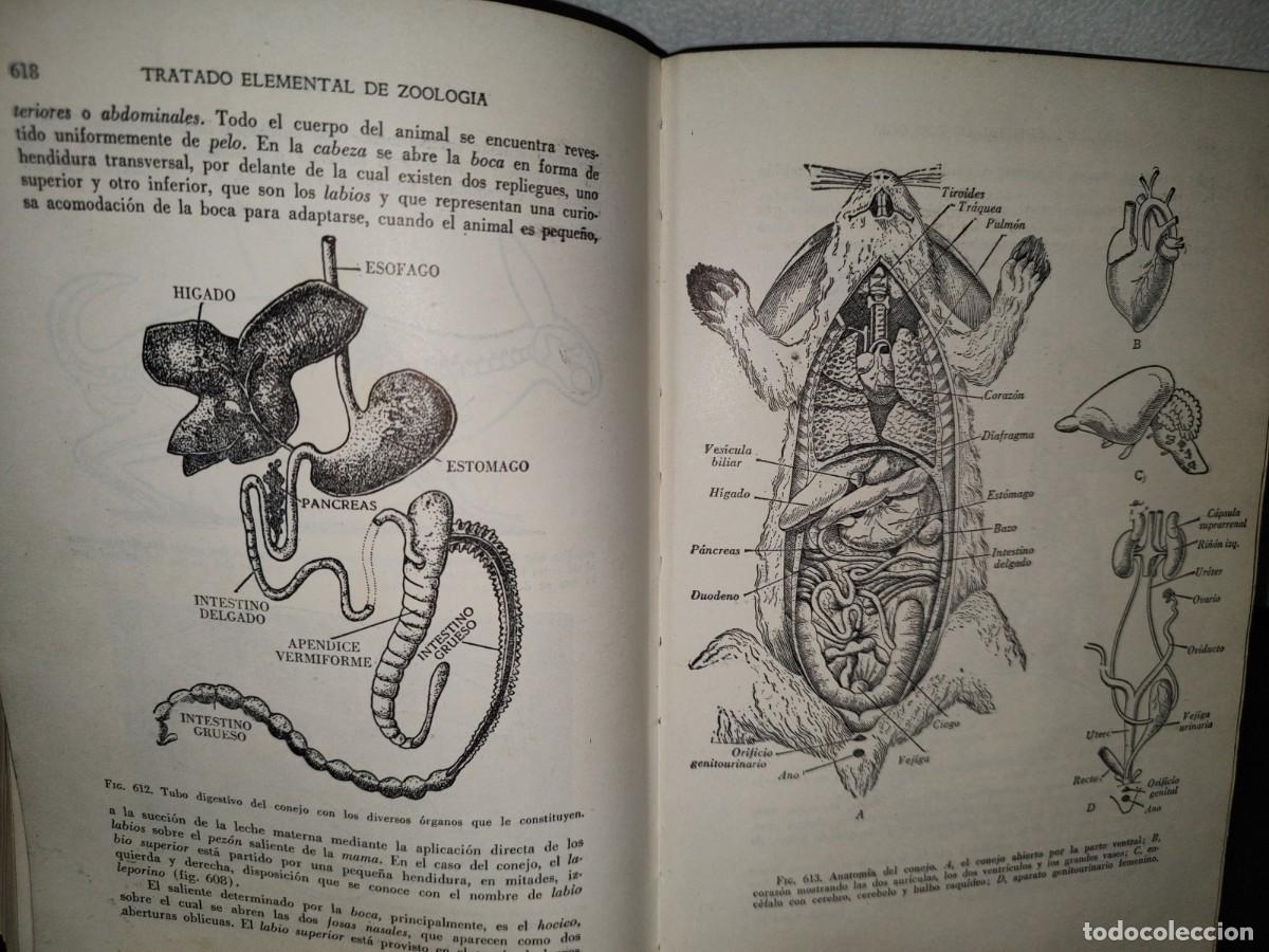 Libros de segunda mano: 56- TRATADO DE ZOOLOG&Iacute;A. EDITORIAL ECLALSA - 1968 - Foto 24