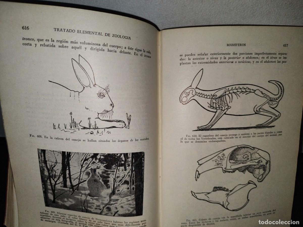 Libros de segunda mano: 56- TRATADO DE ZOOLOG&Iacute;A. EDITORIAL ECLALSA - 1968 - Foto 25