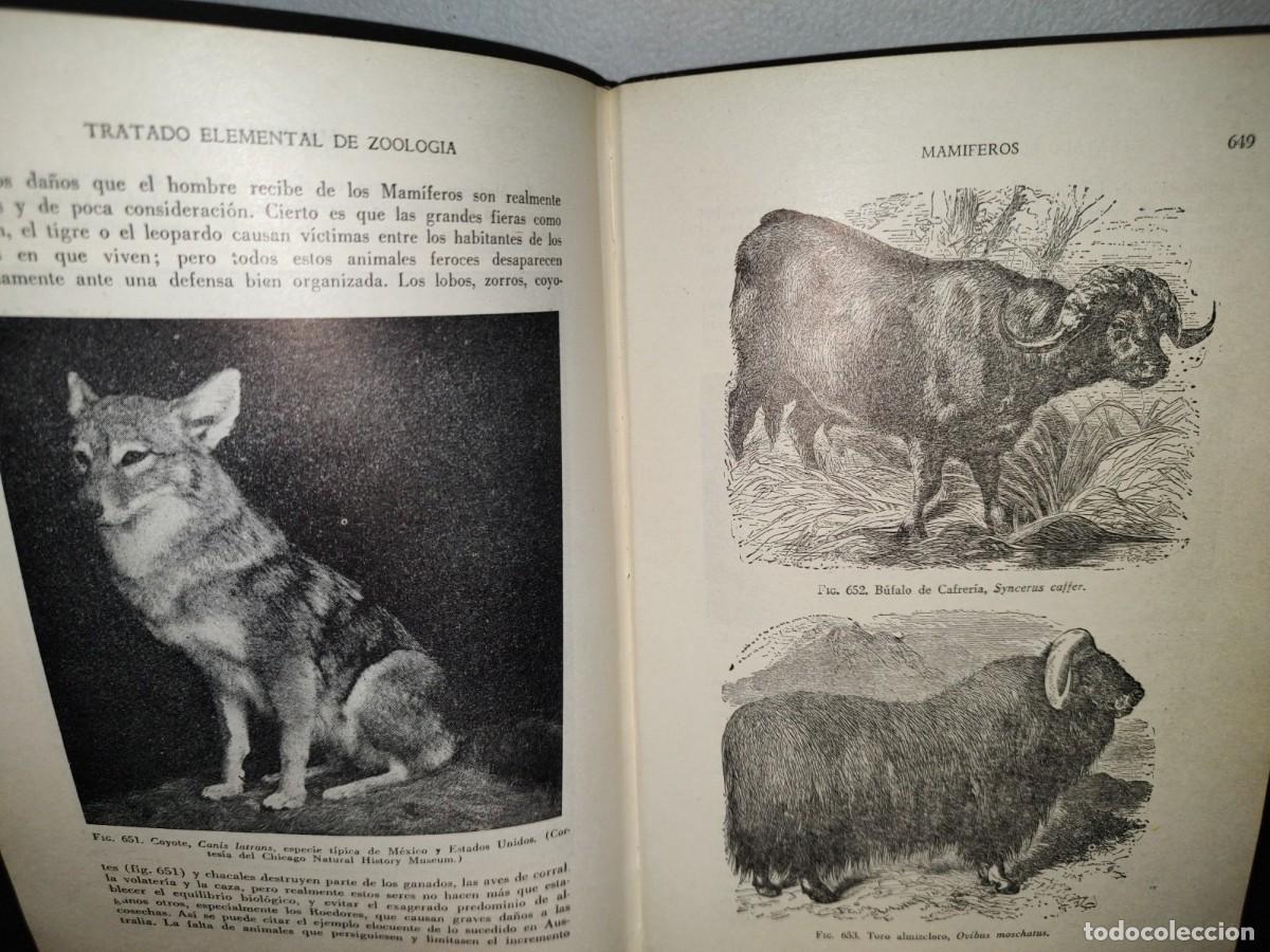 Libros de segunda mano: 56- TRATADO DE ZOOLOG&Iacute;A. EDITORIAL ECLALSA - 1968 - Foto 26