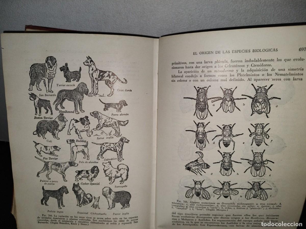 Libros de segunda mano: 56- TRATADO DE ZOOLOG&Iacute;A. EDITORIAL ECLALSA - 1968 - Foto 28