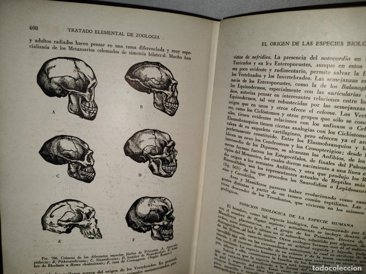 Libros de segunda mano: 56- TRATADO DE ZOOLOG&Iacute;A. EDITORIAL ECLALSA - 1968 - Foto 29