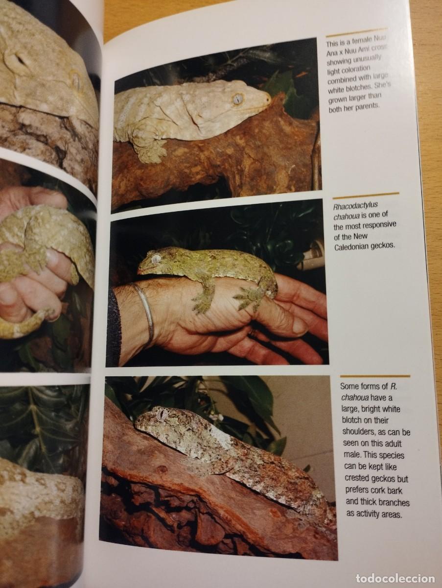 Libros de segunda mano: CRESTED GECKOS. FROM THE EXPERTS AT ADVANCED VIVARIUM SYSTEMS (PHILIPPE DE VOSJOLI) - Foto 4