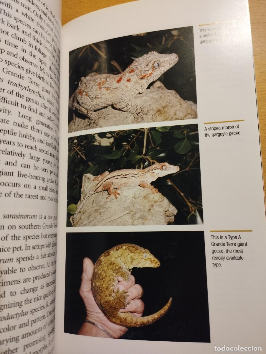 Libros de segunda mano: CRESTED GECKOS. FROM THE EXPERTS AT ADVANCED VIVARIUM SYSTEMS (PHILIPPE DE VOSJOLI) - Foto 5