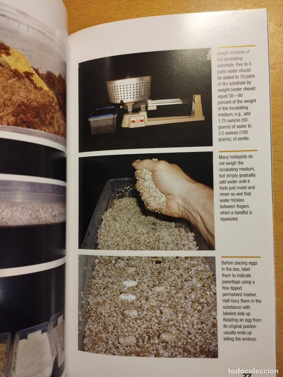 Libros de segunda mano: CRESTED GECKOS. FROM THE EXPERTS AT ADVANCED VIVARIUM SYSTEMS (PHILIPPE DE VOSJOLI) - Foto 6