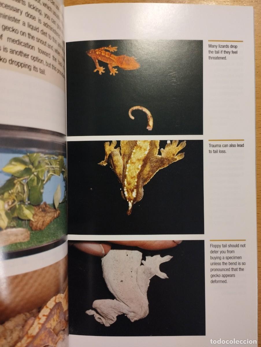 Libros de segunda mano: CRESTED GECKOS. FROM THE EXPERTS AT ADVANCED VIVARIUM SYSTEMS (PHILIPPE DE VOSJOLI) - Foto 8