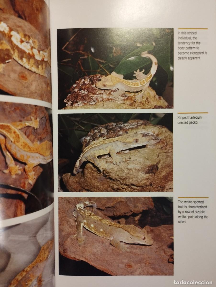 Libros de segunda mano: CRESTED GECKOS. FROM THE EXPERTS AT ADVANCED VIVARIUM SYSTEMS (PHILIPPE DE VOSJOLI) - Foto 13