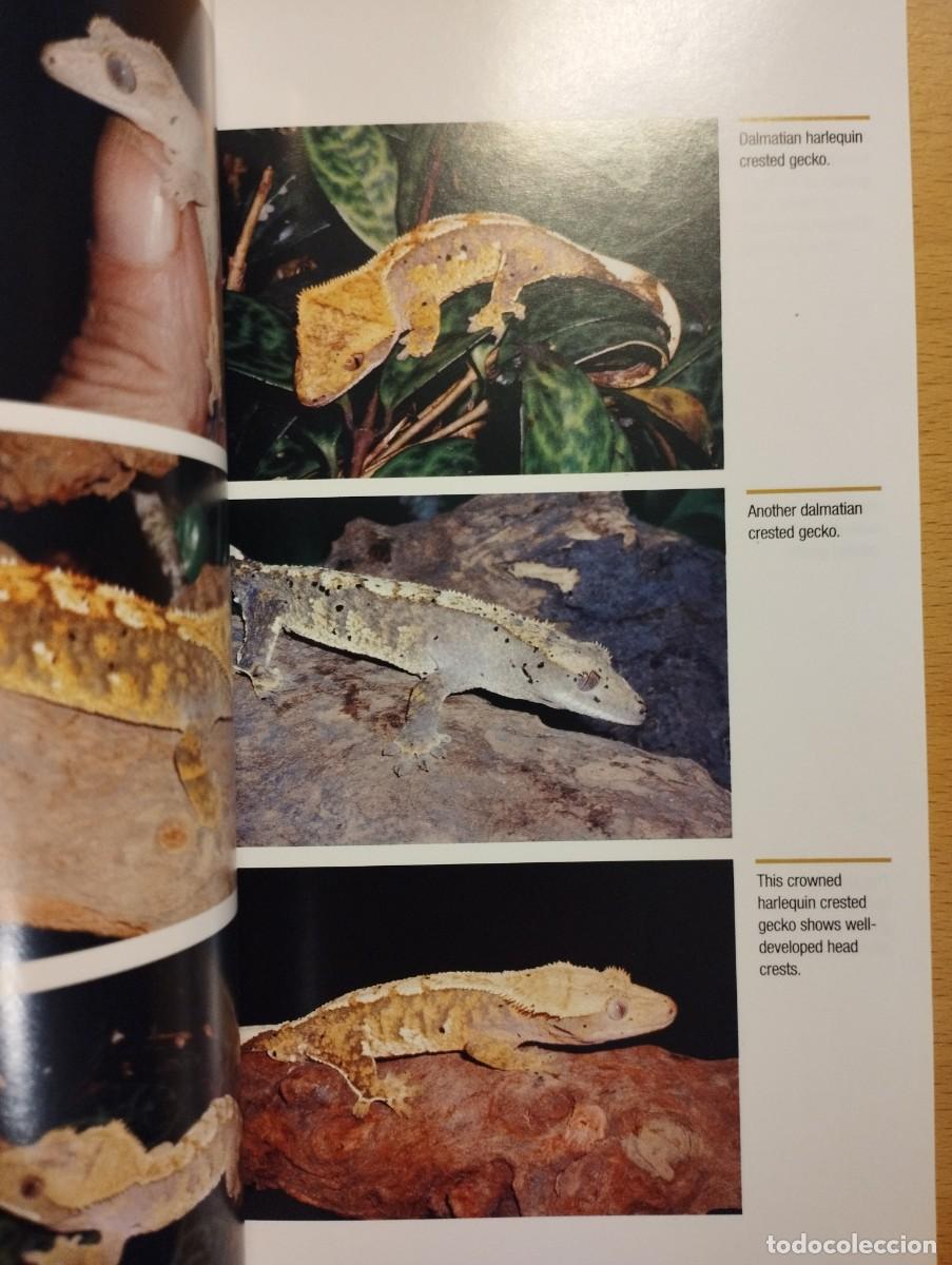 Libros de segunda mano: CRESTED GECKOS. FROM THE EXPERTS AT ADVANCED VIVARIUM SYSTEMS (PHILIPPE DE VOSJOLI) - Foto 14