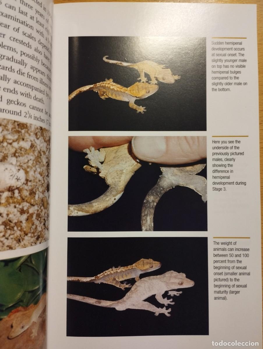 Libros de segunda mano: CRESTED GECKOS. FROM THE EXPERTS AT ADVANCED VIVARIUM SYSTEMS (PHILIPPE DE VOSJOLI) - Foto 15