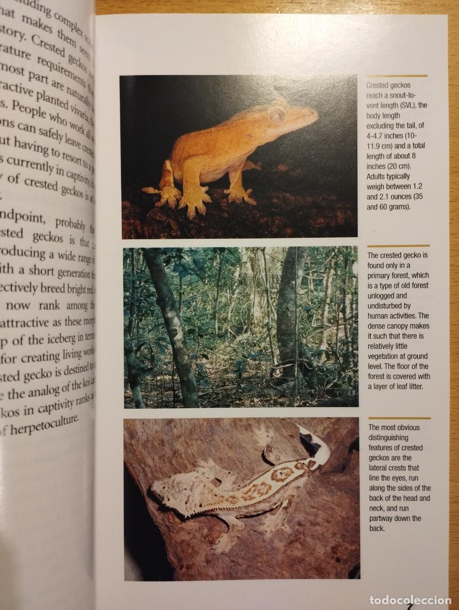 Libros de segunda mano: CRESTED GECKOS. FROM THE EXPERTS AT ADVANCED VIVARIUM SYSTEMS (PHILIPPE DE VOSJOLI) - Foto 16