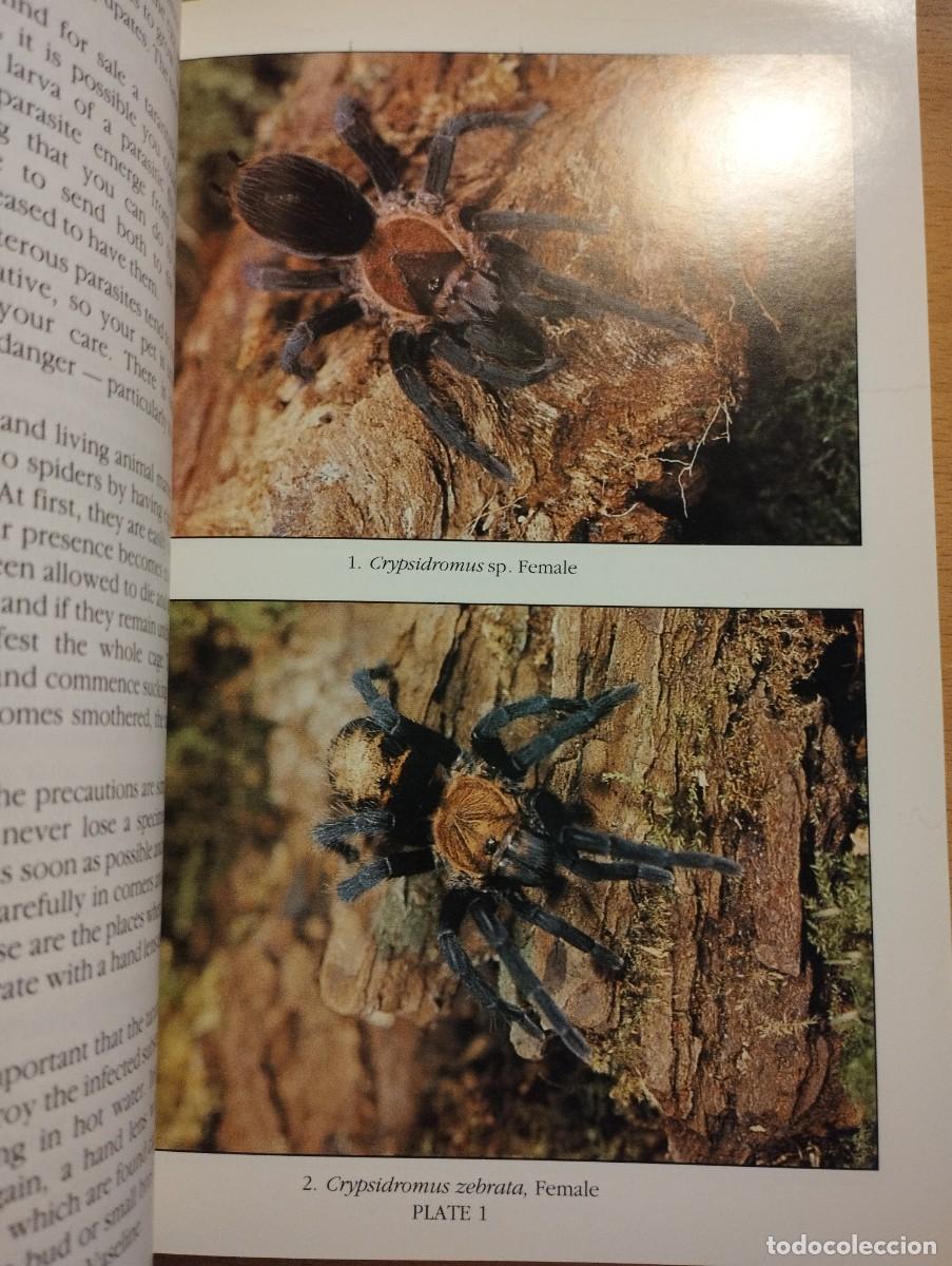 Libros de segunda mano: KEEPING AND BREEDING TARANTULAS (RONALD N. BAXTER) - Foto 8