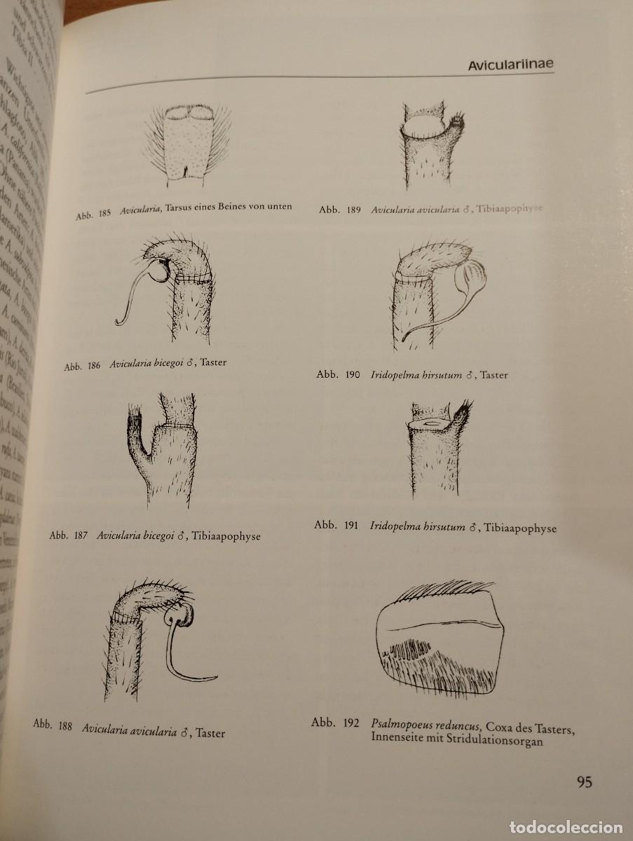 Libros de segunda mano: VOGELSPINNEN (G&Uuml;NTER SCHMIDT) LIBRO EN ALEM&Aacute;N SOBRE TAR&Aacute;NTULAS - Foto 7