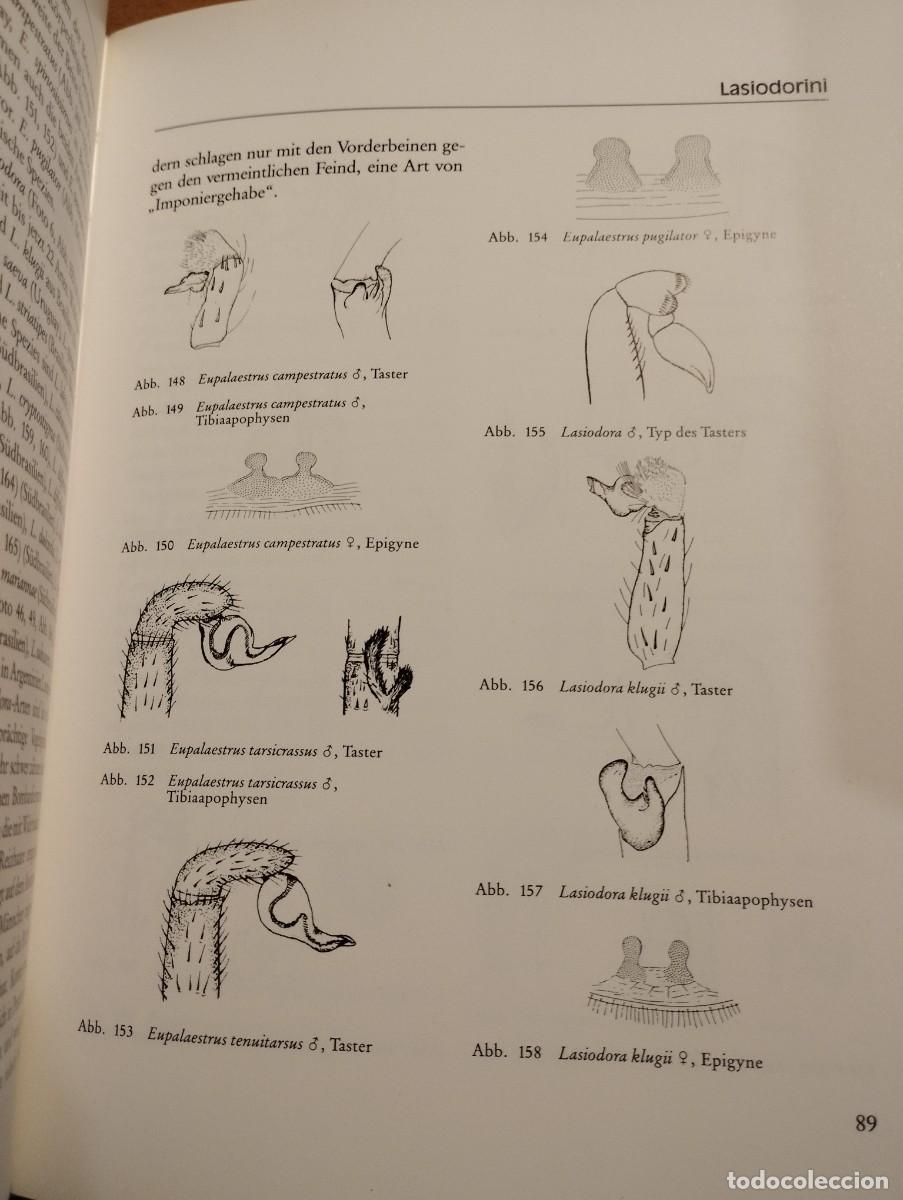 Libros de segunda mano: VOGELSPINNEN (G&Uuml;NTER SCHMIDT) LIBRO EN ALEM&Aacute;N SOBRE TAR&Aacute;NTULAS - Foto 8