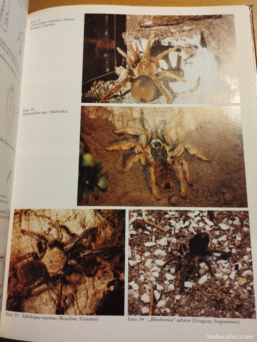Libros de segunda mano: VOGELSPINNEN (G&Uuml;NTER SCHMIDT) LIBRO EN ALEM&Aacute;N SOBRE TAR&Aacute;NTULAS - Foto 10