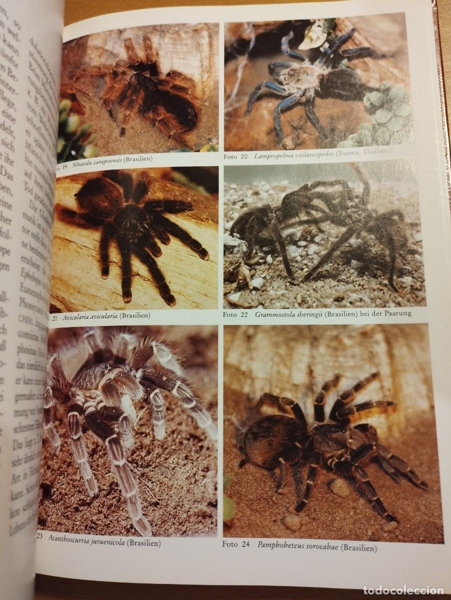 Libros de segunda mano: VOGELSPINNEN (G&Uuml;NTER SCHMIDT) LIBRO EN ALEM&Aacute;N SOBRE TAR&Aacute;NTULAS - Foto 11