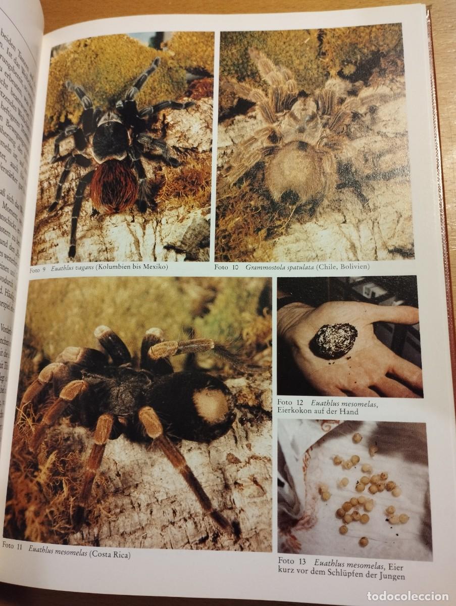 Libros de segunda mano: VOGELSPINNEN (G&Uuml;NTER SCHMIDT) LIBRO EN ALEM&Aacute;N SOBRE TAR&Aacute;NTULAS - Foto 13