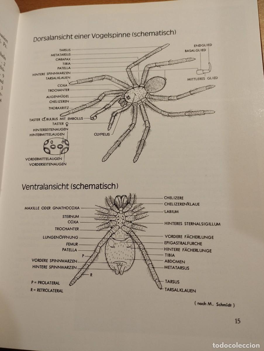 Libros de segunda mano: VOGELSPINNEN (G&Uuml;NTER SCHMIDT) LIBRO EN ALEM&Aacute;N SOBRE TAR&Aacute;NTULAS - Foto 14