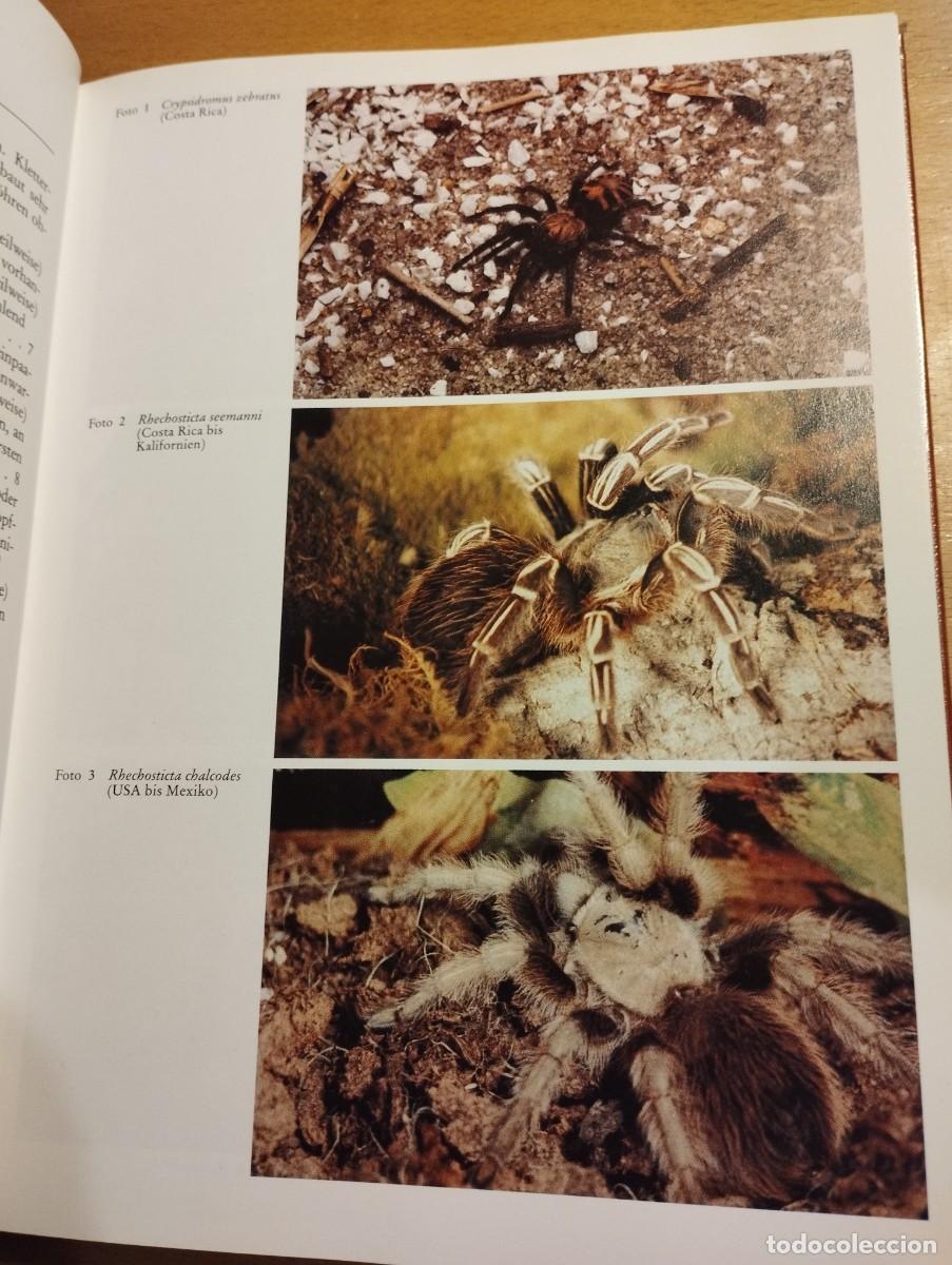 Libros de segunda mano: VOGELSPINNEN (G&Uuml;NTER SCHMIDT) LIBRO EN ALEM&Aacute;N SOBRE TAR&Aacute;NTULAS - Foto 15