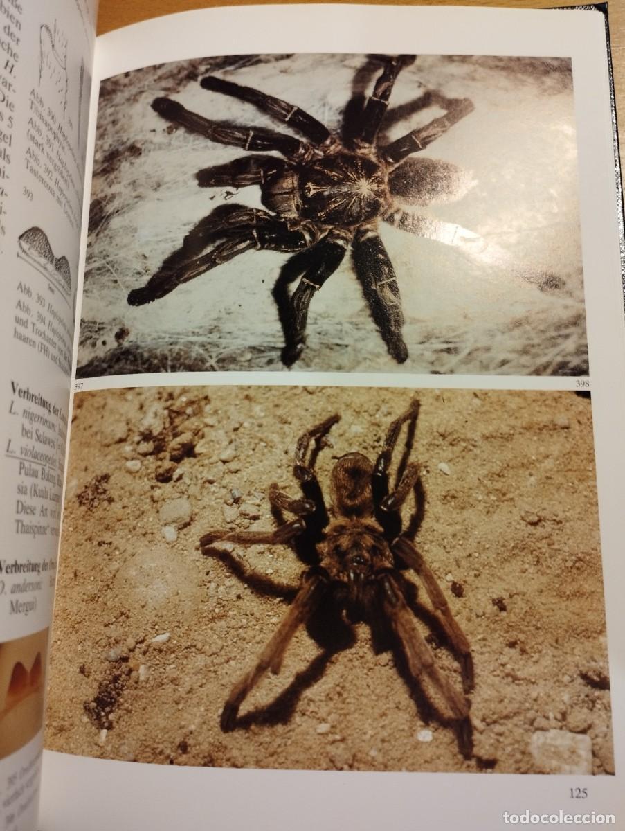 Libros de segunda mano: VOGELSPINNEN (DR. G&Uuml;NTER SCHMIDT) LIBRO EN ALEM&Aacute;N SOBRE TAR&Aacute;NTULAS - Foto 4